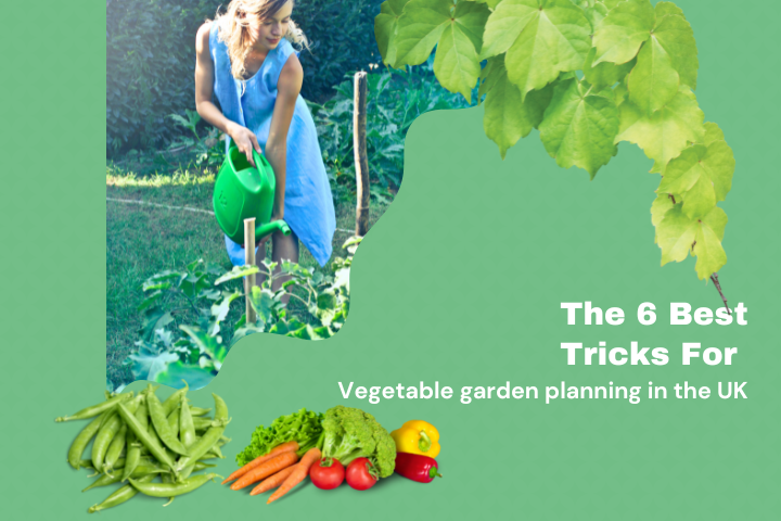 Vegetable garden planning
